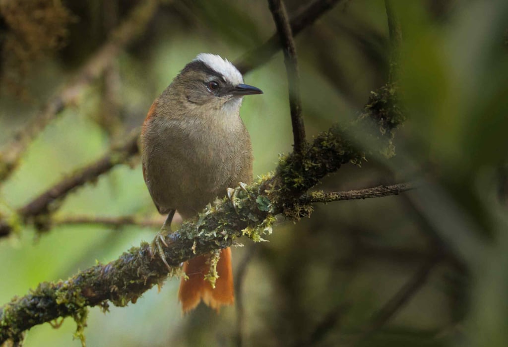 Vilcabamba Birding Tour with Machu Picchu Extension