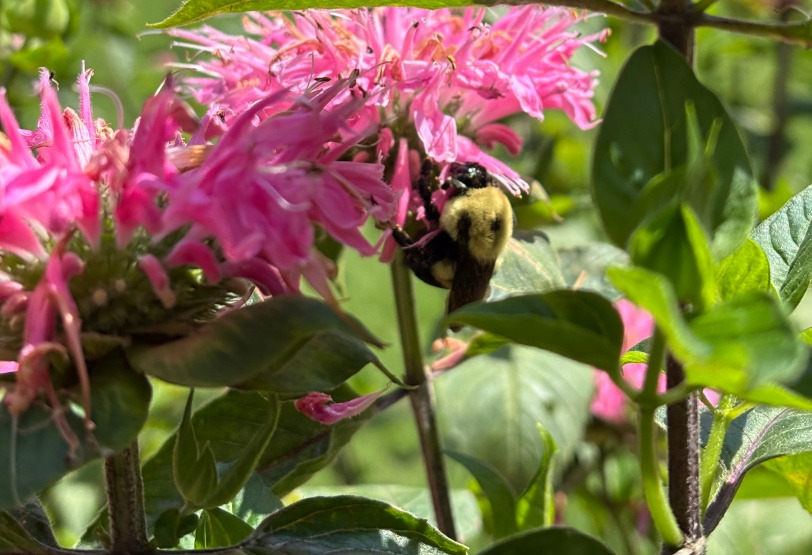 Virginia native plants for pollinators