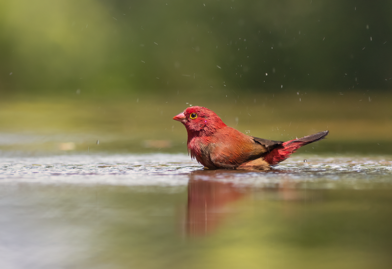 Senegalamarant met een prachtig dieprood verenkleed dat weerspiegelt in het gladde wateroppervlak.