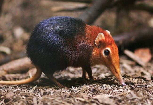Black Shrew Mount Kinabalu, an endangered species
