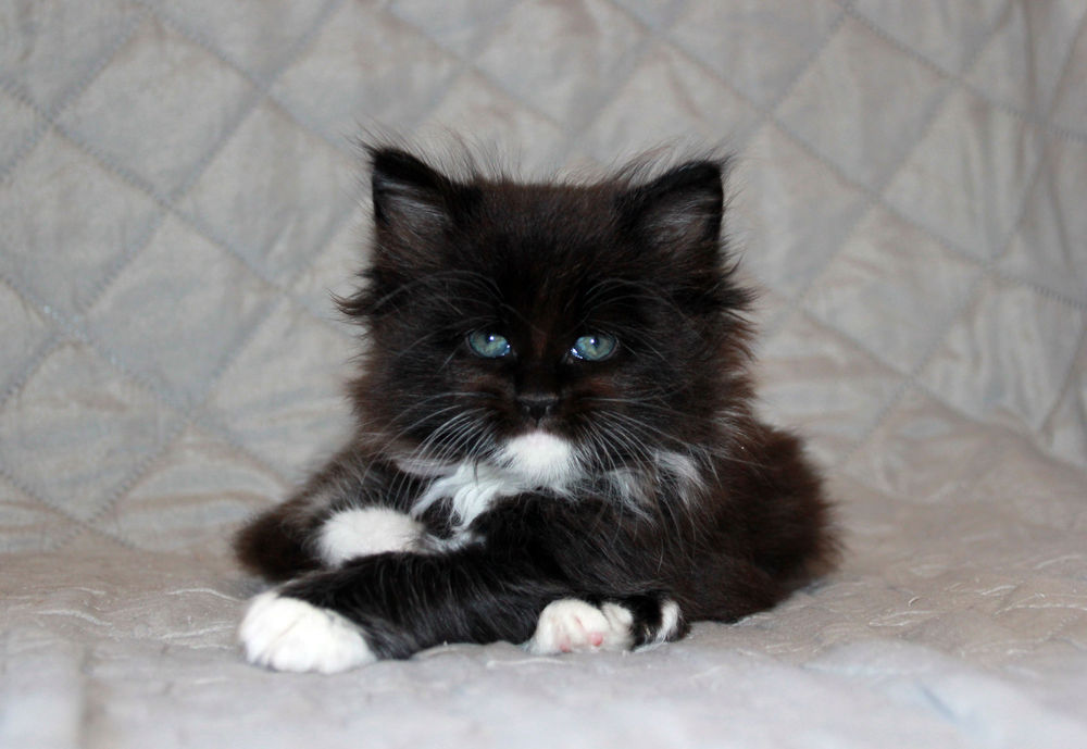 a black kitten kitten sitting maine coon polydactyl polydactylcat on a bed