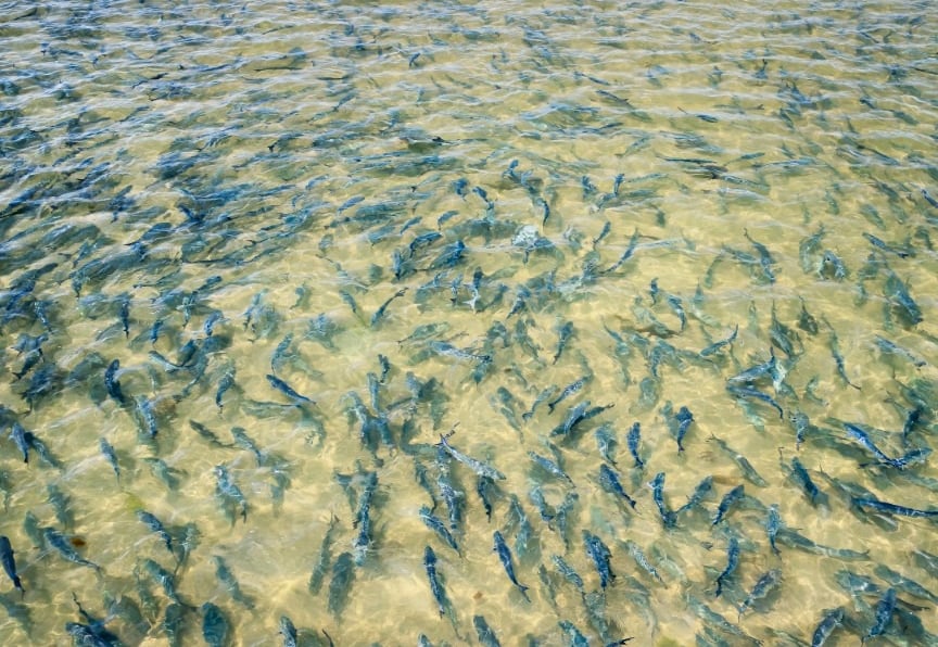 Thousands of bluefish