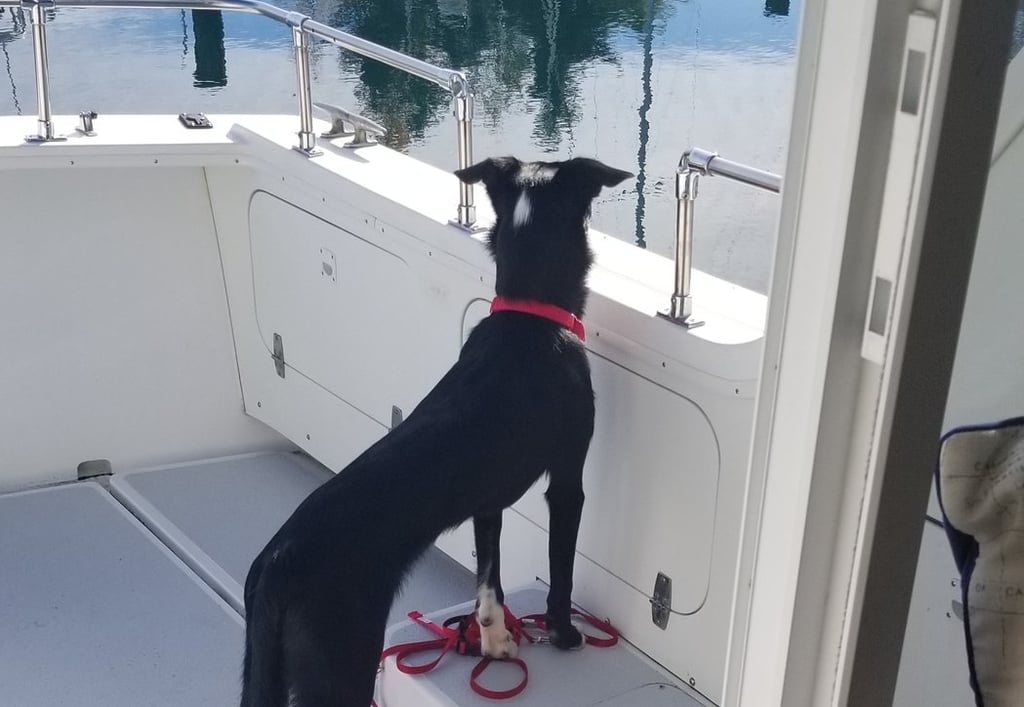 dog on boat