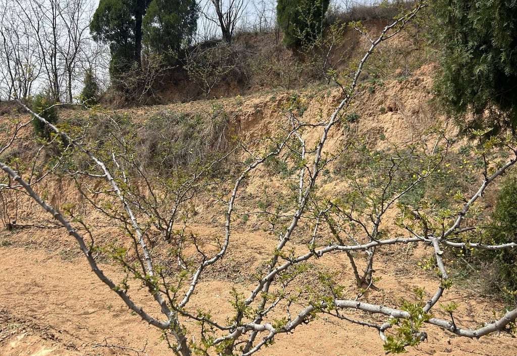 a Sichuan pepper tree that has been cut in half and is growing