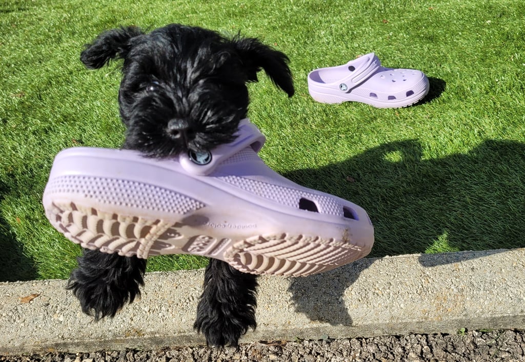 Bébé Schnauzer qui vole un Crocs