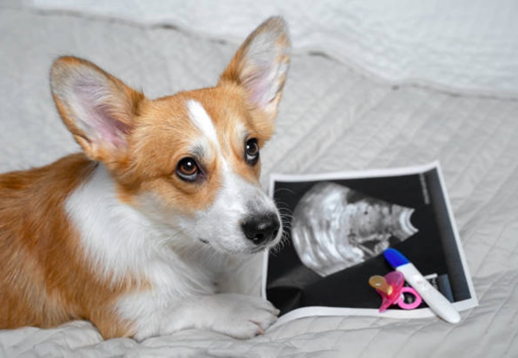 Dog pregnancy calculator