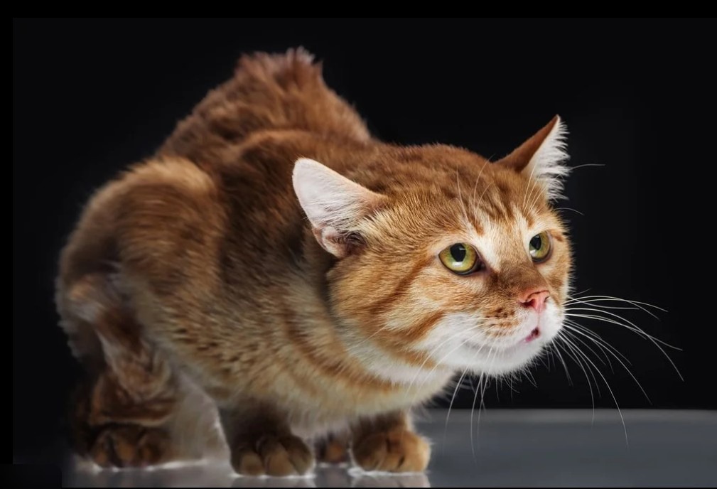 Ginger cat with a hunched, defensive posture and wide alert eyes, typical of a scared shelter cat.