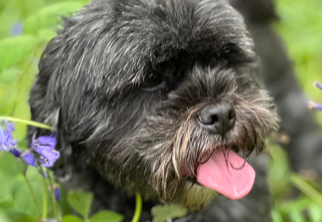 Shih tzu with tongue out in the bluebells