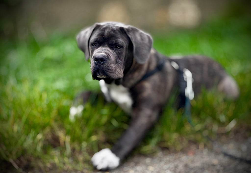 Comportementaliste canin et éducateur canin à Bapaume