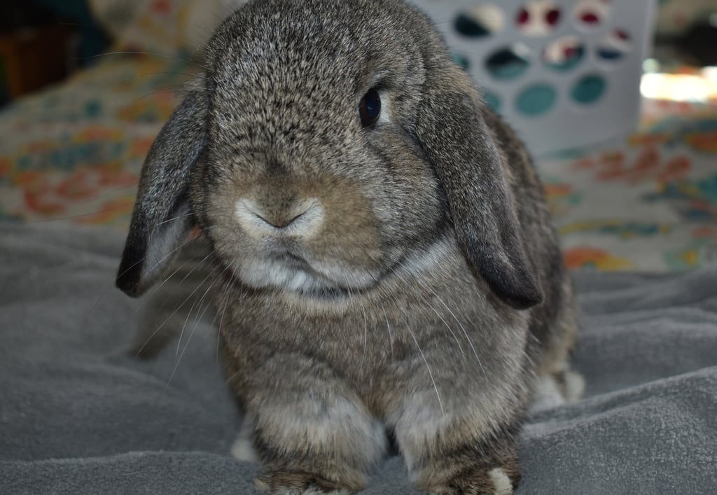 Hot Cross Buns' Scuba - chestnut Holland Lop doe