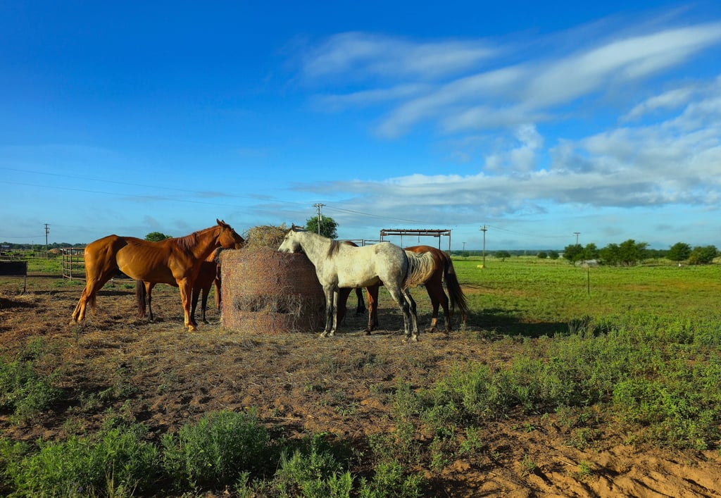 a group of horses standing in a field eating hay