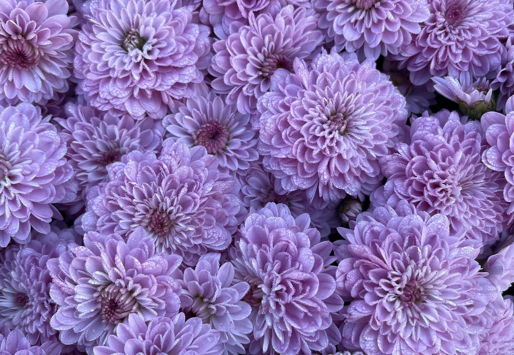 a bunch of purple flowers that are in a bunch