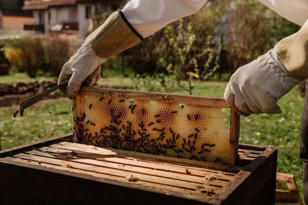Embracing Modern Beekeeping Technology