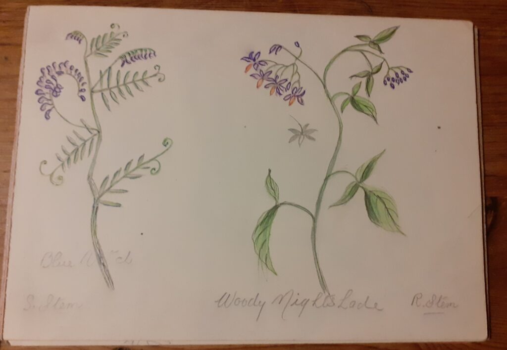 Wildflower painting