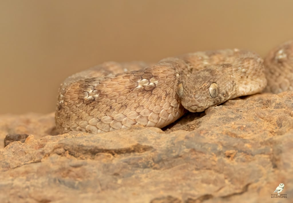 Saw-scaled Viper – Birding Adventures Gambia