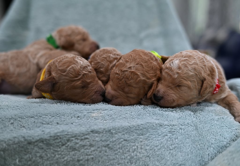 Goldendoodle male puppies
