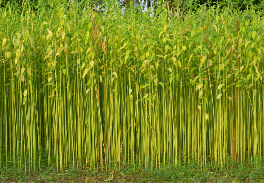 Wholesale Custom Jute Tote Bags for Bulk Orders – Eco-Friendly Supplier India