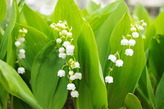Muguet, or Lily of the Valley