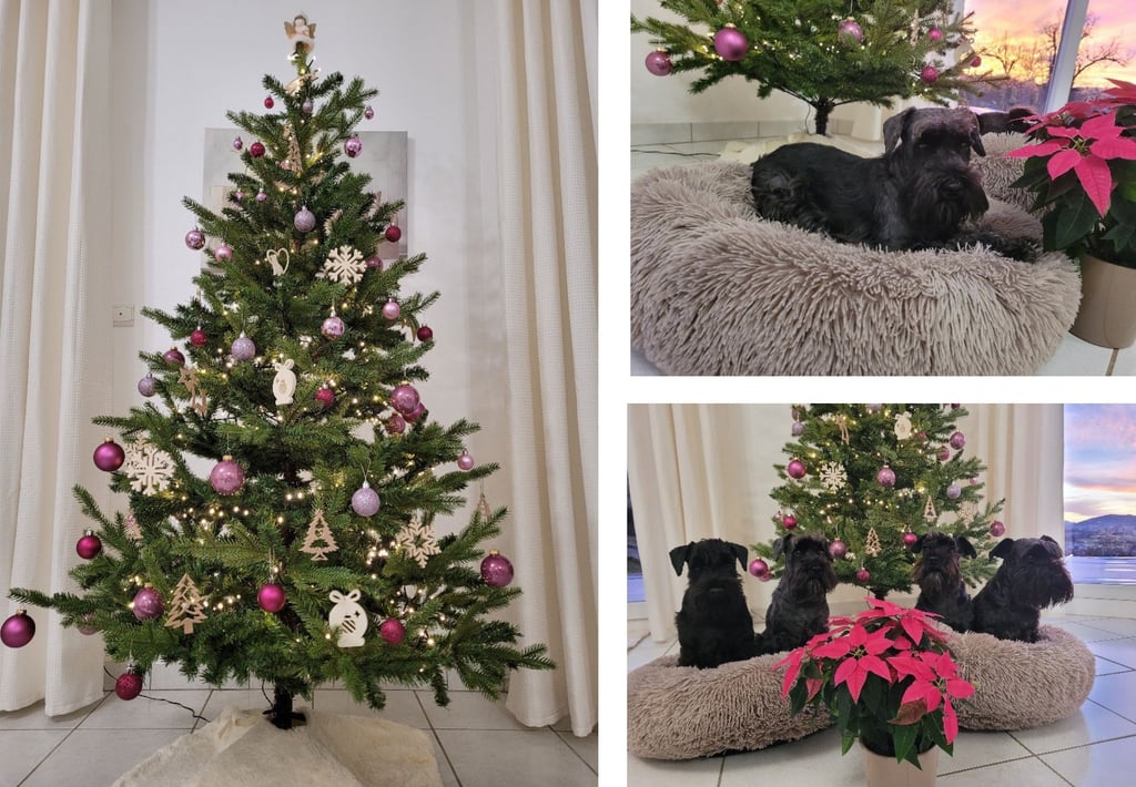 Nos Schnauzers fêtent Noêl