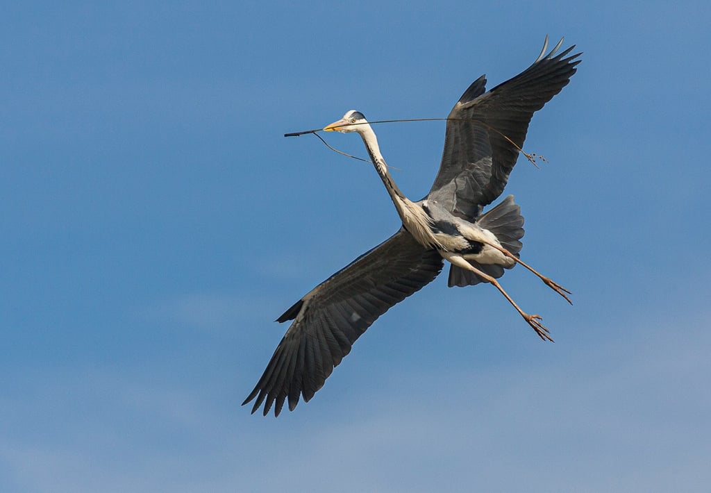 A Grey Heron in flight across a clear blue sky carrying a long twig in its beak for nest building.