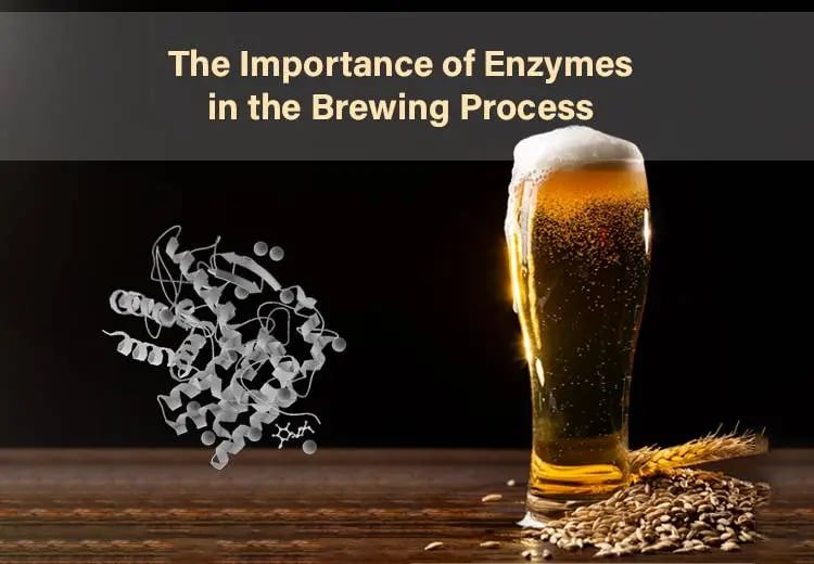 Importance of Enzymes in the Brewing Process