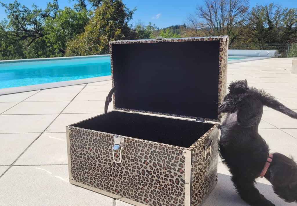 Bébés Schnauzer acrobate