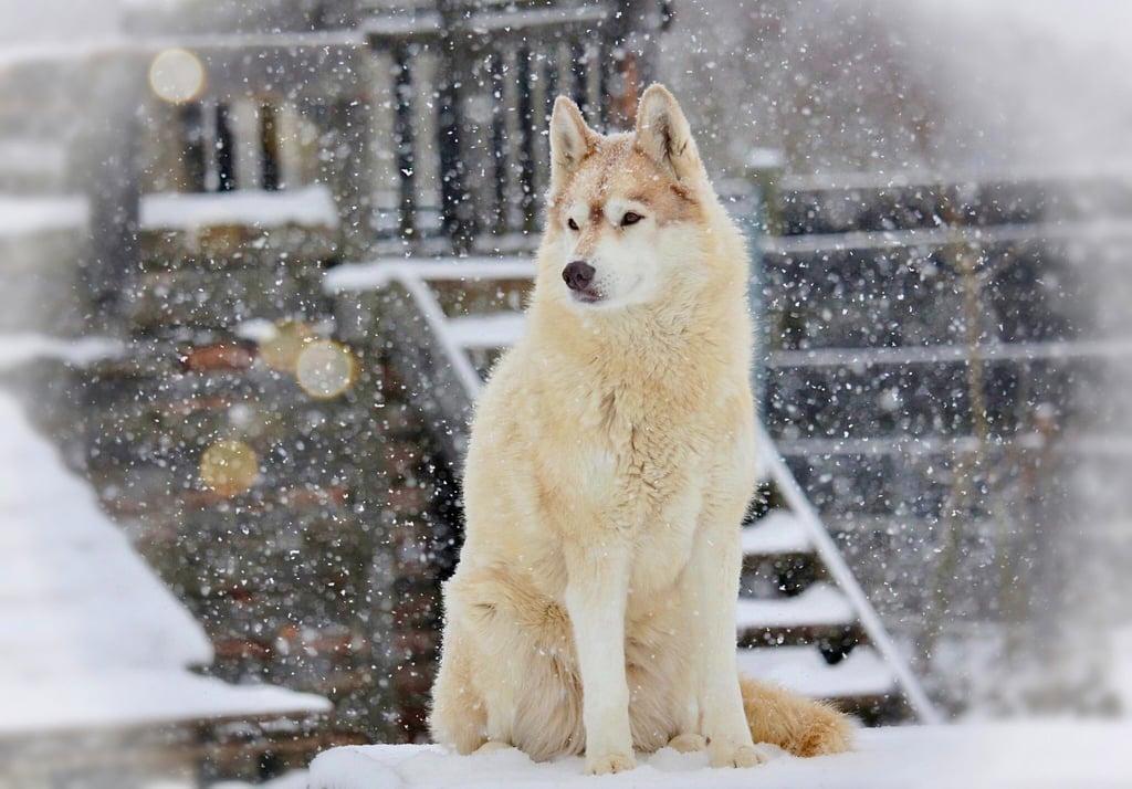 Husky-Erlebnisse, Husky-Ausfahrten, Husky-Trekkingtouren, Husky Abenteuer, Dietfurt, Bayern