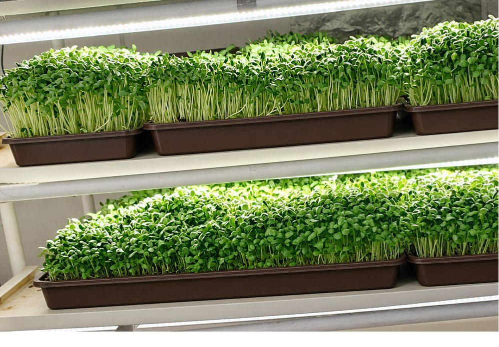 Fresh organic microgreens growing in trays under LED indoor grow lights on shelving.