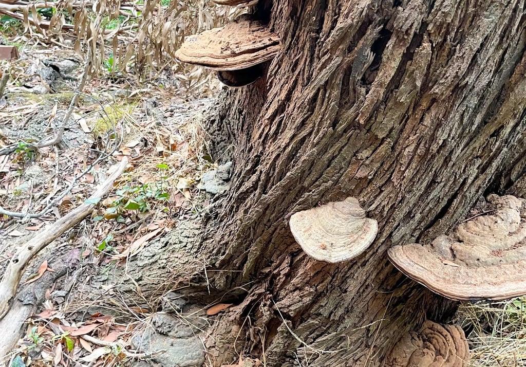 Fungal brackets on a Eucalyptus tree