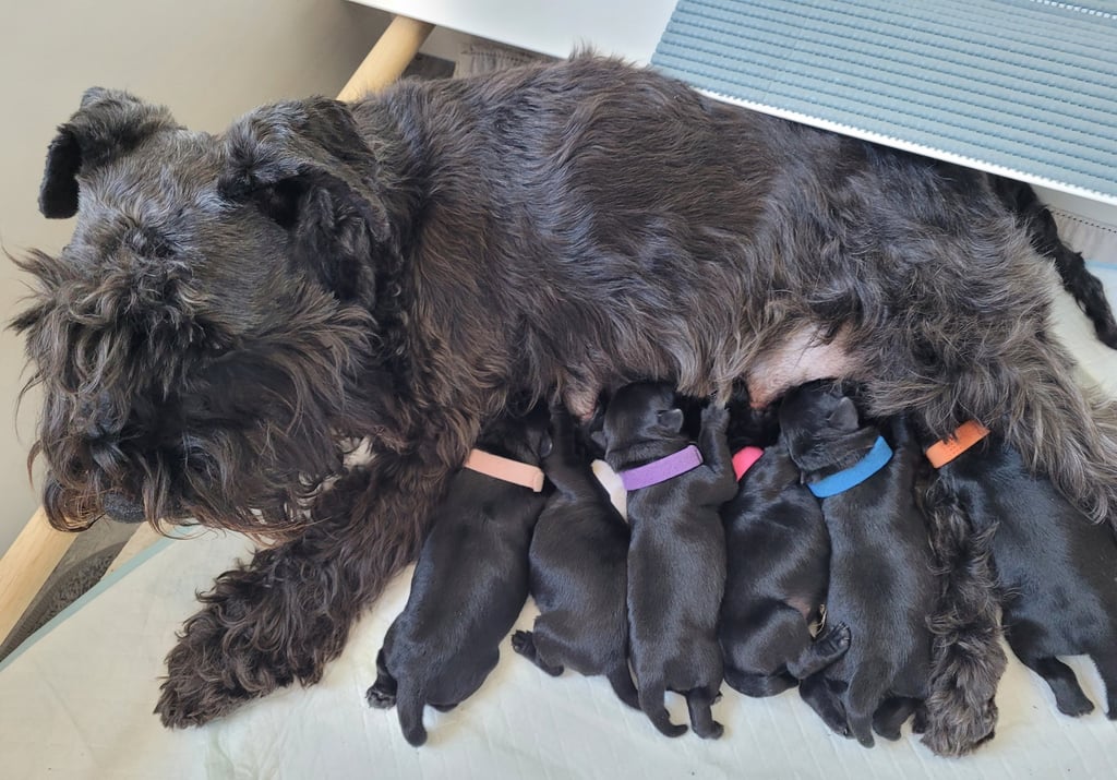 Schnauzer miniature et ses chiots