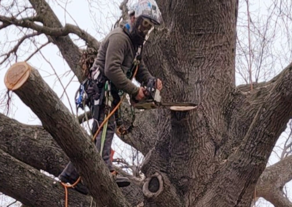Professional arborist using a chainsaw to prune high branches of a large oak tree.