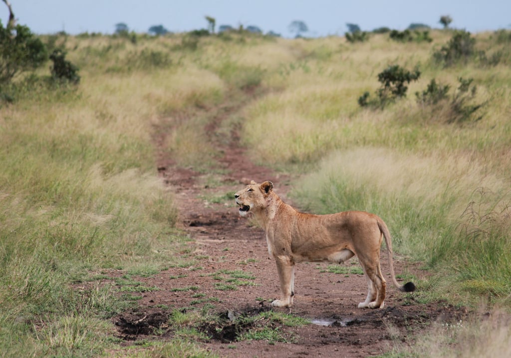 lion Krueger Park South Africa