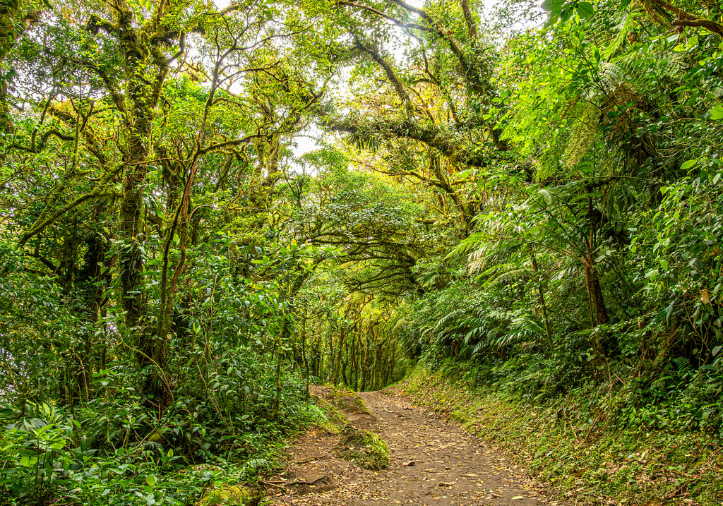 A path through the Monteverde cloud forest in Costa Rica