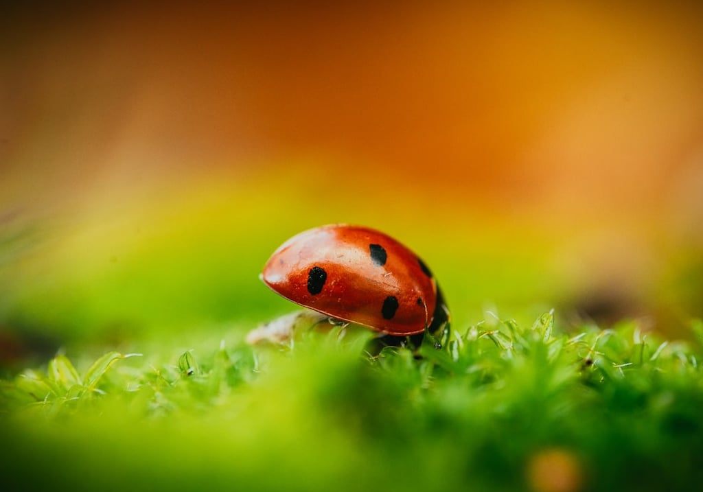a ladybug ladybug ladybug ladybug ladybug