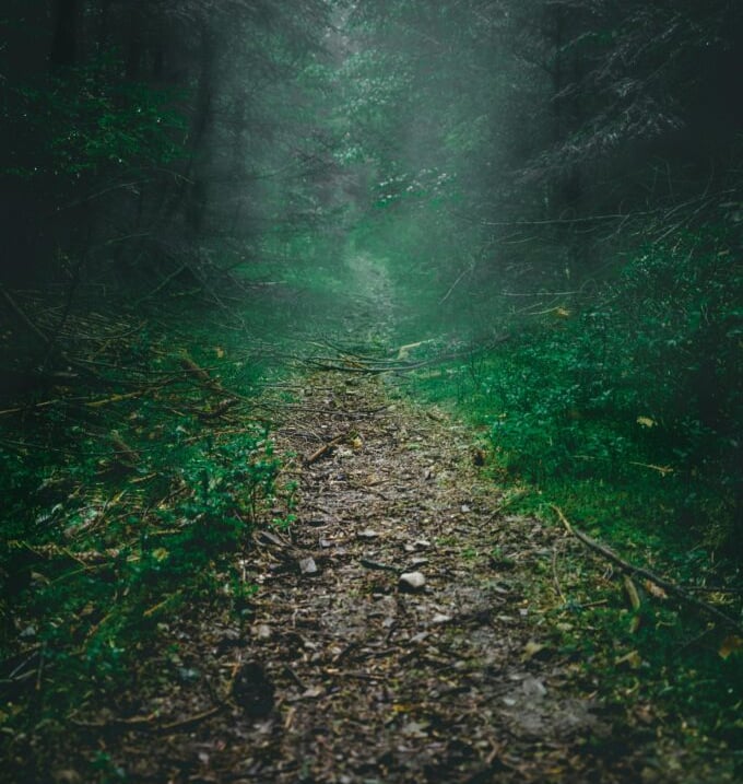 Lonely trail in dark misty forest, wilderness navigation and mental preparedness in low visibility survival