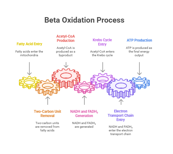 process of beta oxidation