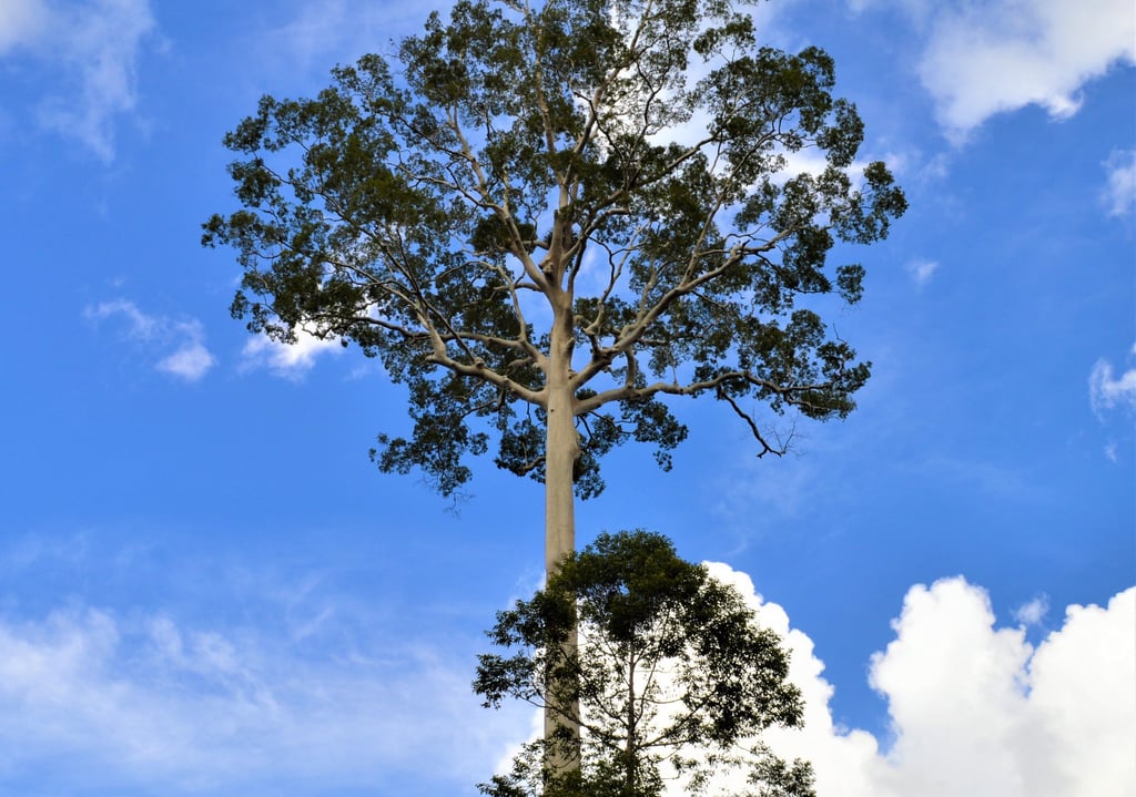 Tall tropical canopy tree with a smooth white trunk reaching toward a bright blue sky with white clouds.