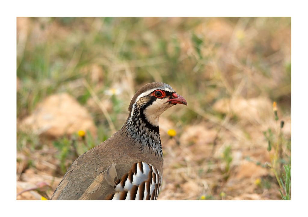 PERDIZ COMÚN (ALECTORIS RUFA)