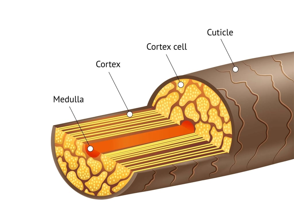 curaphy hair structures 