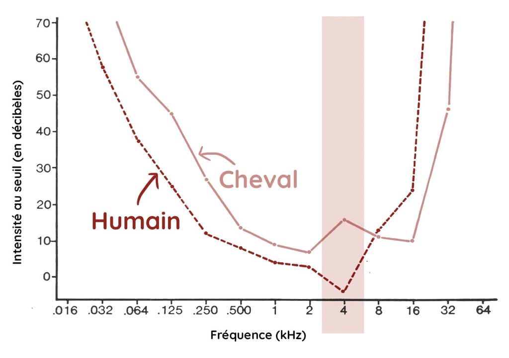 frequences du hennissement du cheval entendu par l'humain