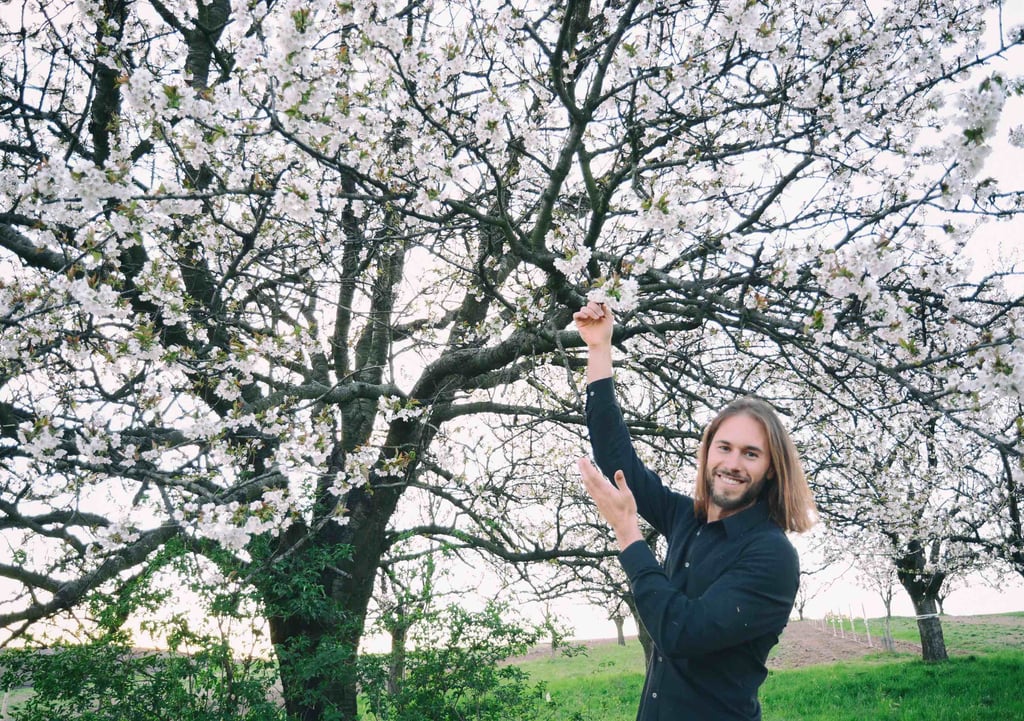 Streuobstwiese mit blühenden Kirschbäumen in der Kirschblütenregion Neusiedler See