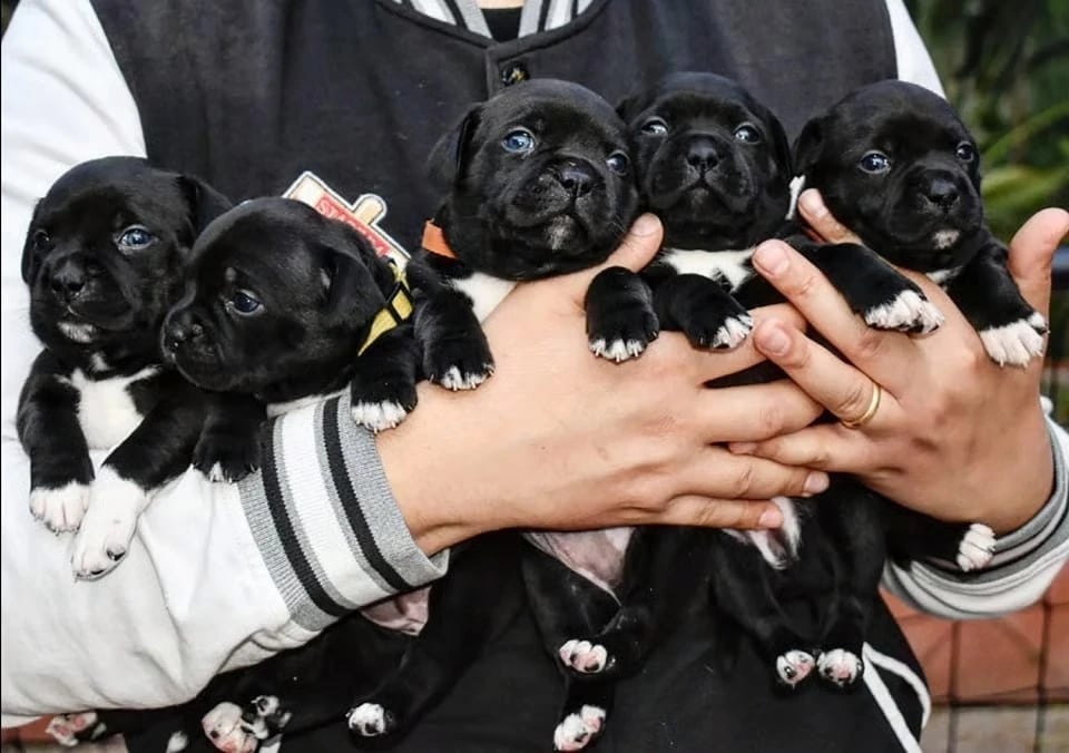 Cuccioli di Staffordshire Bull Terrier 30 Giorni presso l'allevamento Grecalestaffs in Sicilia