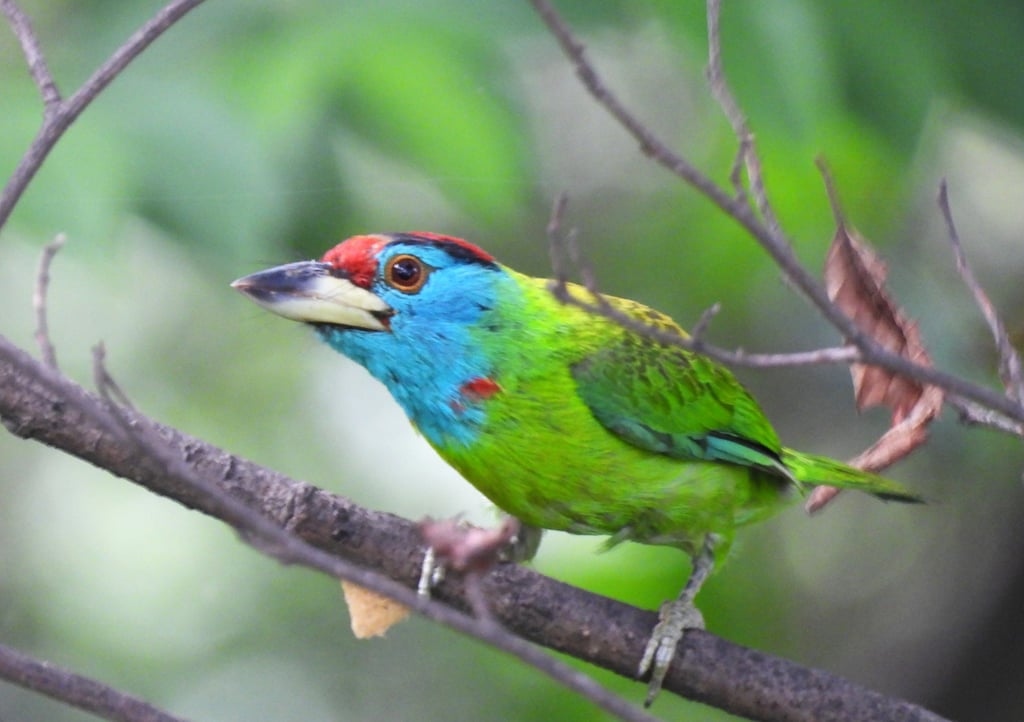 gold barbet in bardia