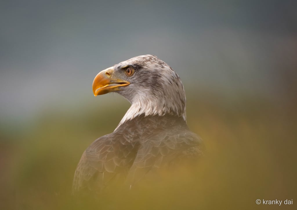 a bald eagle bird with a yellow beak obscured by grass
