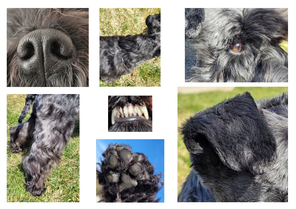 Gros plan sur Schnauzer nain noir