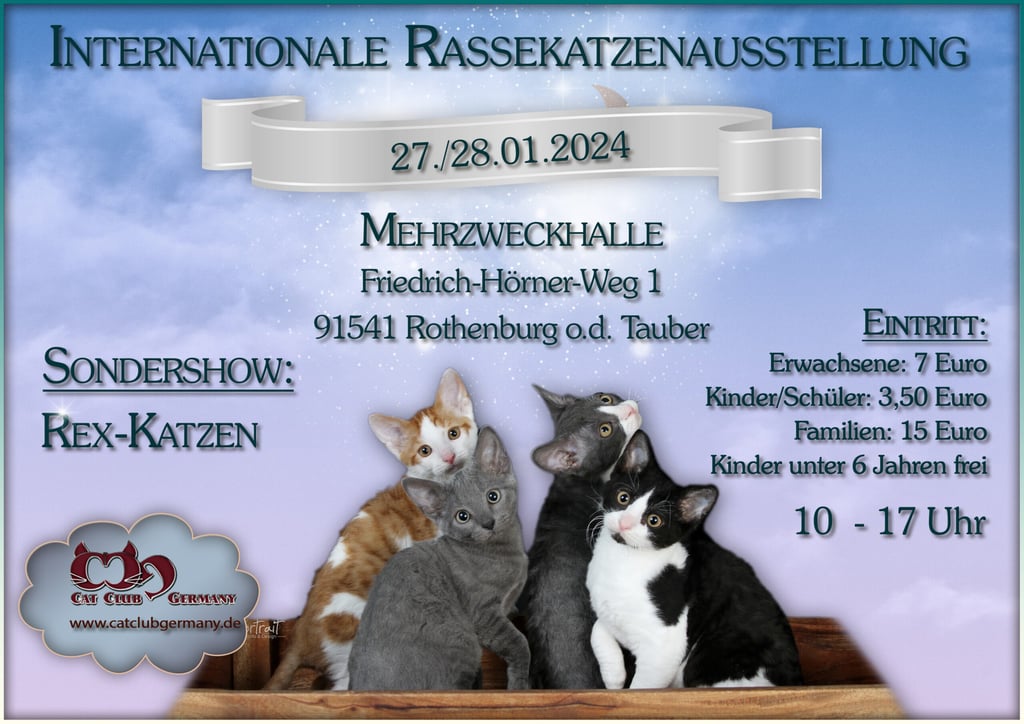 Katzenausstellung Rothenburg o.d. Tauber Rex-Katzen BKH, Sondershow CCG Cat Club Germany