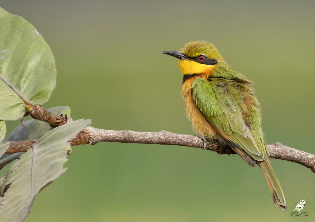 Bee-eater | Birding Adventures Gambia