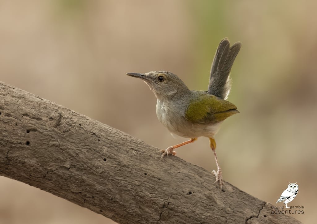 Grey-backed Camaroptera – Birding Adventures Gambia