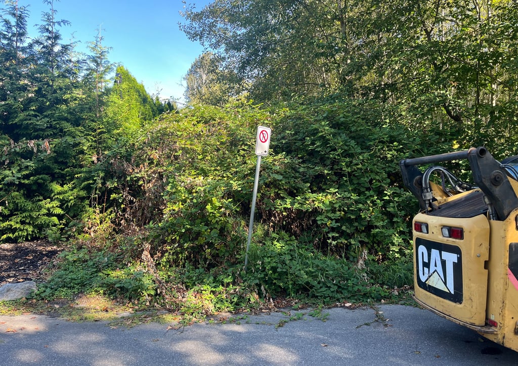 Bushes and bramble about to get cleared out by a machine