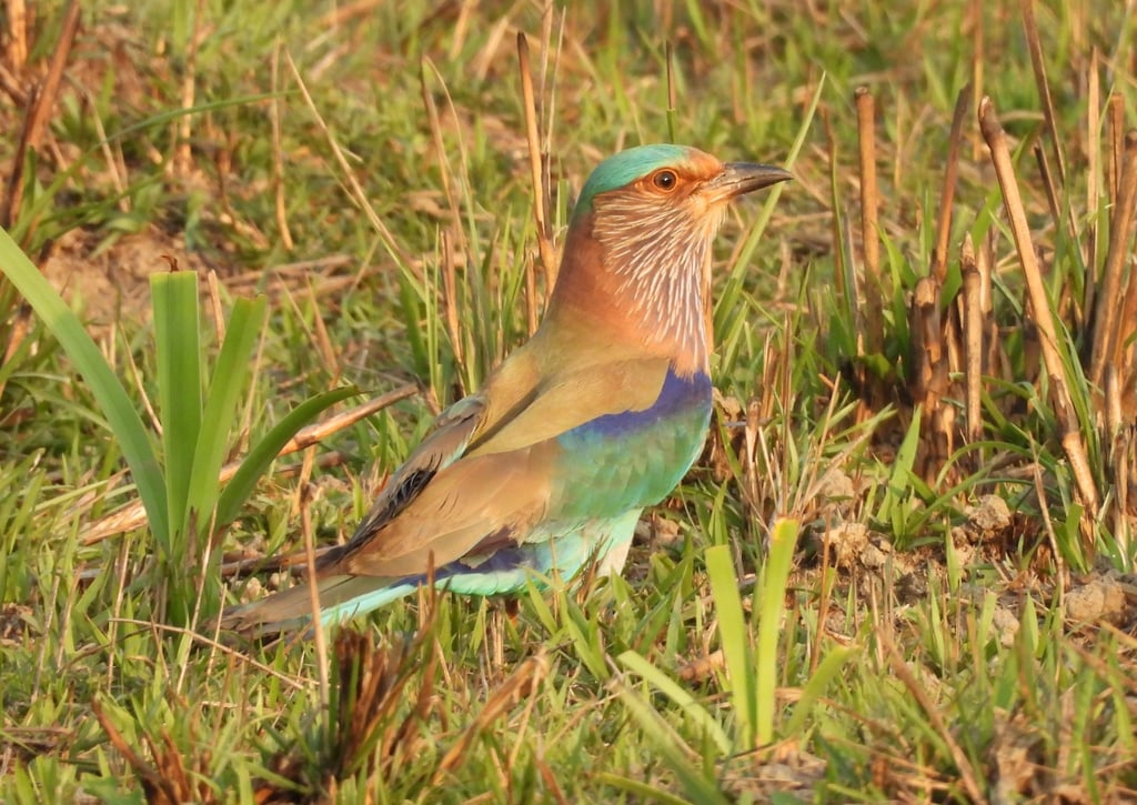 Jay in Bardiya